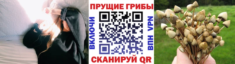 Псилоцибиновые грибы мухоморы  цены   даркнет какой сайт  Волосово 